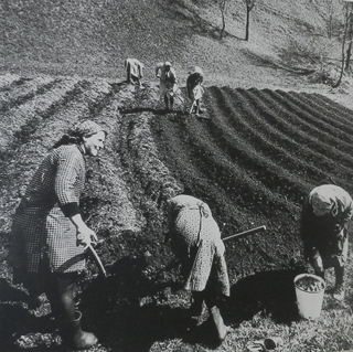 mestiere donna - piantatrici di patate - primi anni cinquanta